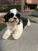 Princess, a female Shih Tzu for sale in Lakewood, CA – 6 of 6