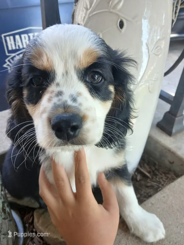 Blackhole – Cocker Spaniel, Miniature Australian Shepherd puppy for sale in Fond du Lac, WI