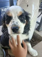 Blackhole, a male Cocker Spaniel and Miniature Australian Shepherd for sale in Fond du Lac, WI – 1 of 2