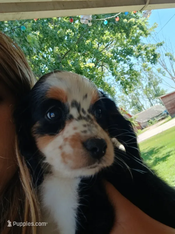 Jamie Lee – Cocker Spaniel, Miniature Australian Shepherd puppy for sale in Fond du Lac, WI