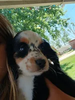 Jamie Lee, a female Cocker Spaniel and Miniature Australian Shepherd for sale in Fond du Lac, WI – 1 of 2
