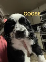 Goose, a male Cocker Spaniel and Miniature Australian Shepherd for sale in Fond du Lac, WI – 2 of 2