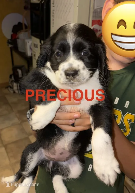 Precious  – Cocker Spaniel, Miniature Australian Shepherd puppy for sale in Fond du Lac, WI