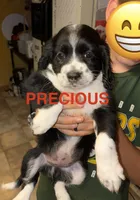 Precious , a female Cocker Spaniel and Miniature Australian Shepherd for sale in Fond du Lac, WI – 1 of 2