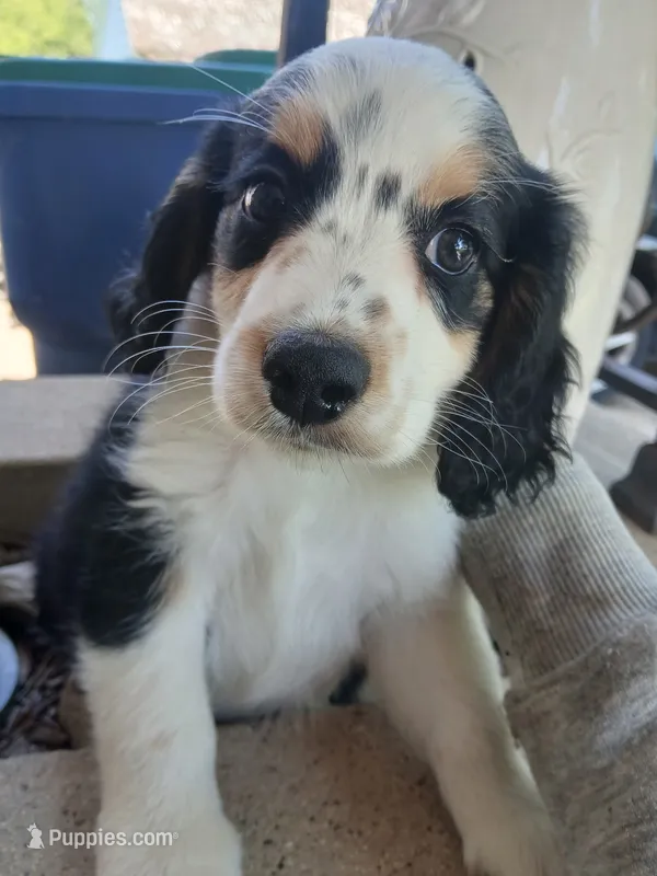 Sleepy – Cocker Spaniel, Miniature Australian Shepherd puppy for sale in Fond du Lac, WI