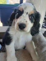 Sleepy, a male Cocker Spaniel and Miniature Australian Shepherd for sale in Fond du Lac, WI – 1 of 2