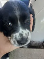 Precious , a female Cocker Spaniel and Miniature Australian Shepherd for sale in Fond du Lac, WI – 2 of 2