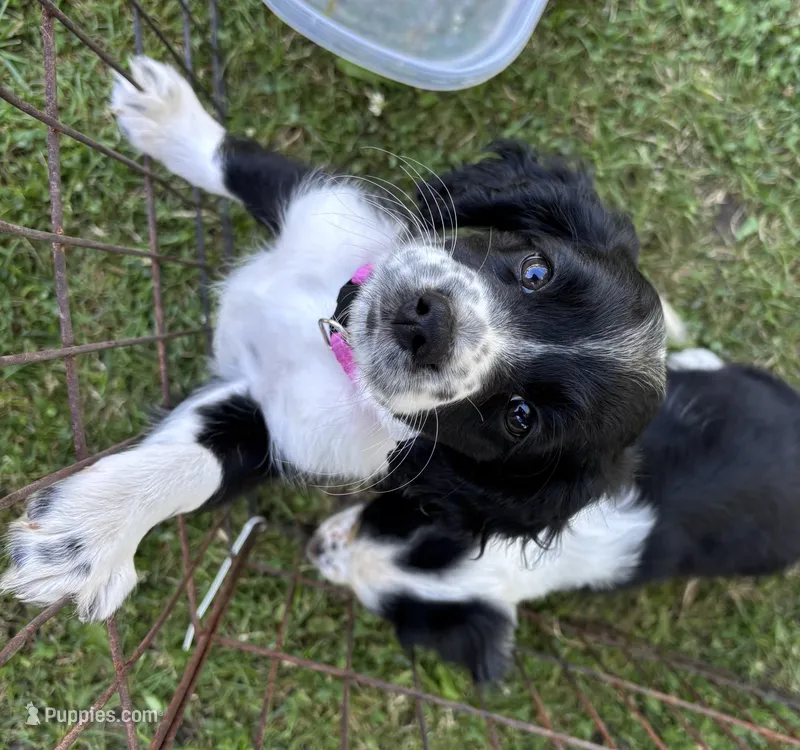 Precious  – Cocker Spaniel, Miniature Australian Shepherd puppy for sale in Fond du Lac, WI