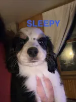 Sleepy, a male Cocker Spaniel and Miniature Australian Shepherd for sale in Fond du Lac, WI – 2 of 2