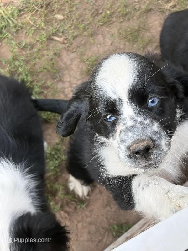 Goose – Cocker Spaniel, Miniature Australian Shepherd puppy for sale in Fond du Lac, WI