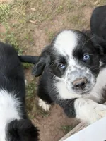 Goose, a male Cocker Spaniel and Miniature Australian Shepherd for sale in Fond du Lac, WI – 1 of 2