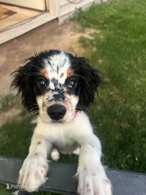 Jamie Lee – Cocker Spaniel, Miniature Australian Shepherd puppy for sale in Fond du Lac, WI