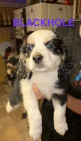 Blackhole, a male Cocker Spaniel and Miniature Australian Shepherd for sale in Fond du Lac, WI – 2 of 2