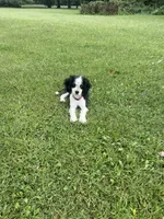 Jamie Lee, a female Cocker Spaniel and Miniature Australian Shepherd for sale in Fond du Lac, WI – 2 of 2