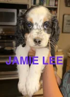 Jamie Lee, a female Cocker Spaniel and Miniature Australian Shepherd for sale in Fond du Lac, WI – 2 of 2