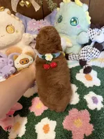Poodle Boy 2, a male Poodle - Toy  for sale in Ridgecrest, CA – 4 of 4