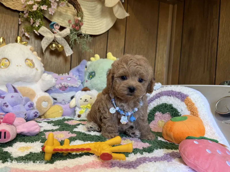Milo – Maltipoo, Poodle - Toy  puppy for sale in Ridgecrest, CA