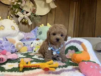 Milo, a male Maltipoo and Poodle - Toy  for sale in Ridgecrest, CA – 1 of 4