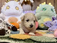 light champagne girl, a male Maltipoo for sale in Ridgecrest, CA – Photo 1 of 3