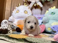 light champagne girl, a male Maltipoo for sale in Ridgecrest, CA – Photo 2 of 3