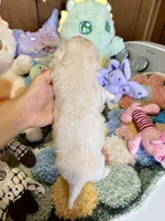 light champagne girl, a male Maltipoo for sale in Ridgecrest, CA – Photo 3 of 3