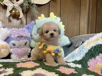 Maltipoo Duke, a male Maltipoo for sale in Ridgecrest, CA – 2 of 4