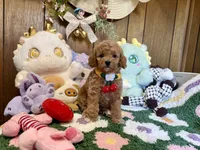 Poodle Girl, a female Poodle - Toy  for sale in Ridgecrest, CA – 1 of 4