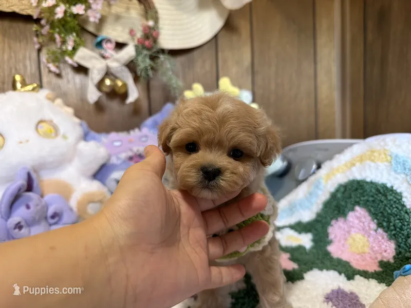 Maltipoo Teacup Bruno  – Maltipoo puppy for sale in Ridgecrest, CA
