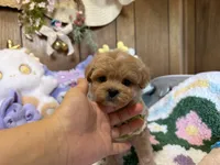 Maltipoo Teacup Bruno , a male Maltipoo for sale in Ridgecrest, CA – 1 of 4