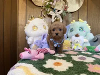 Teddy , a male Maltipoo and Poodle - Toy  for sale in Ridgecrest, CA – 2 of 4
