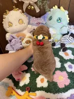 Poodle Girl, a female Poodle - Toy  for sale in Ridgecrest, CA – 4 of 4
