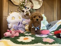 Teddy , a male Maltipoo and Poodle - Toy  for sale in Ridgecrest, CA – 3 of 4