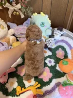Milo, a male Maltipoo and Poodle - Toy  for sale in Ridgecrest, CA – 4 of 4