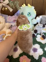 Poodle Boy 1, a male Poodle - Toy  for sale in Ridgecrest, CA – 4 of 4