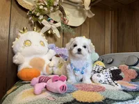 Teacup boy, a male Maltipoo and Maltese for sale in Ridgecrest, CA – Photo 2 of 4