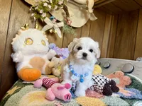 Teacup boy, a male Maltipoo and Maltese for sale in Ridgecrest, CA – Photo 3 of 4
