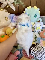 Teacup boy, a male Maltipoo and Maltese for sale in Ridgecrest, CA – Photo 4 of 4