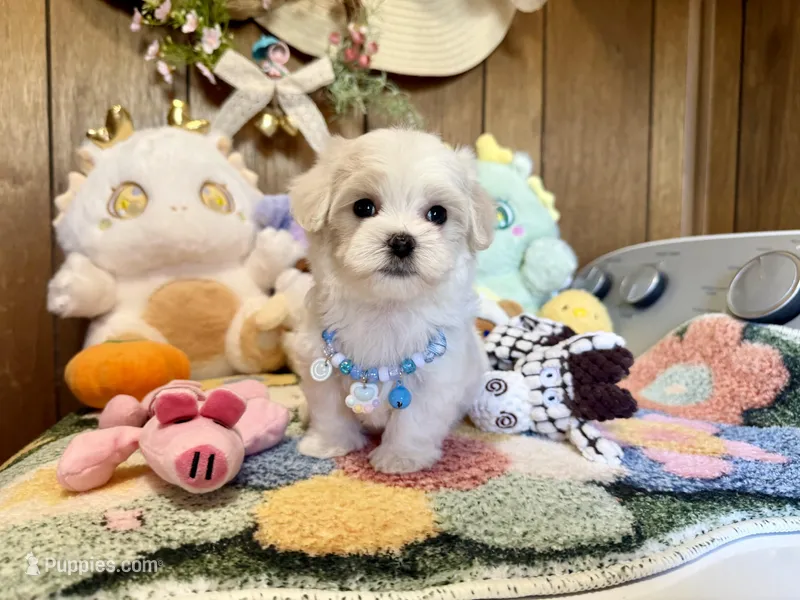 Teacup boy – Maltipoo, Maltese puppy for sale in Ridgecrest, CA