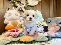 Teacup boy, a male Maltipoo and Maltese for sale in Ridgecrest, CA – Photo 1 of 4