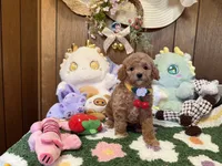 Poodle Girl, a female Poodle - Toy  for sale in Ridgecrest, CA – 3 of 4