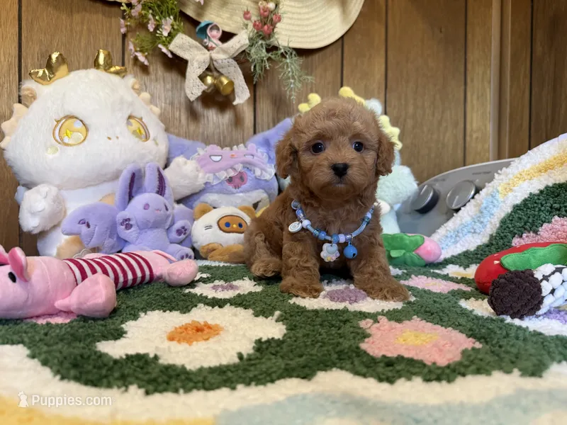 Teddy  – Maltipoo, Poodle - Toy  puppy for sale in Ridgecrest, CA