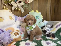 Poodle Boy 1, a male Poodle - Toy  for sale in Ridgecrest, CA – 3 of 4