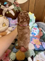 Baby Girl , a male Poodle - Toy  for sale in Ridgecrest, CA – Photo 3 of 3