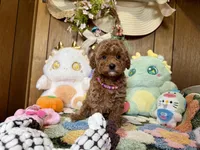 Baby Girl , a male Poodle - Toy  for sale in Ridgecrest, CA – Photo 2 of 3