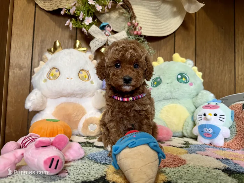 Baby Girl , a male Poodle - Toy  for sale in Ridgecrest, CA – Photo 1 of 3