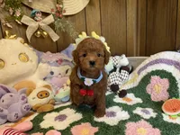Poodle Boy 2, a male Poodle - Toy  for sale in Ridgecrest, CA – 2 of 4