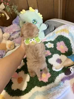 Maltipoo Teacup Bruno , a male Maltipoo for sale in Ridgecrest, CA – 4 of 4