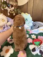 Teddy , a male Maltipoo and Poodle - Toy  for sale in Ridgecrest, CA – 4 of 4