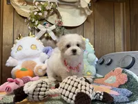 Girl 1, a female Maltipoo and Maltese for sale in Ridgecrest, CA – Photo 2 of 4