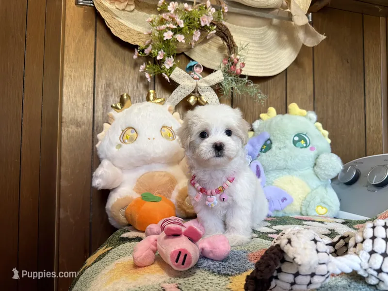 Girl 1 – Maltipoo, Maltese puppy for sale in Ridgecrest, CA